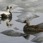 SPEI pair on ice. Photo by Ted Swem