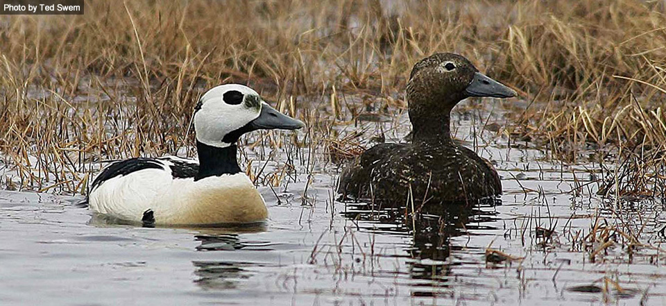 Four populations of sea ducks are federally listed as threatened or endangered in the U.S. or Canada.