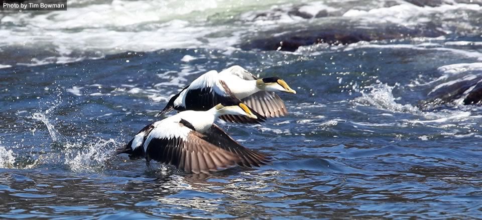 Sea ducks are a unique group of birds of arctic and coastal habitats (click photo above to learn more).