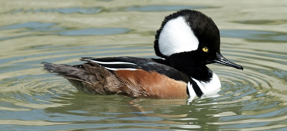 Sea ducks reflect the health of coastal areas.