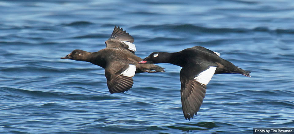 Atlantic And Great Lakes Sea Duck Migration Study