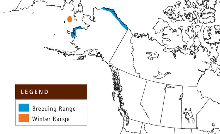 Spectacled Eider Range Map