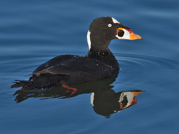 Contaminants in surf scoters wintering in the Strait of Georgia, British Columbia, Canada