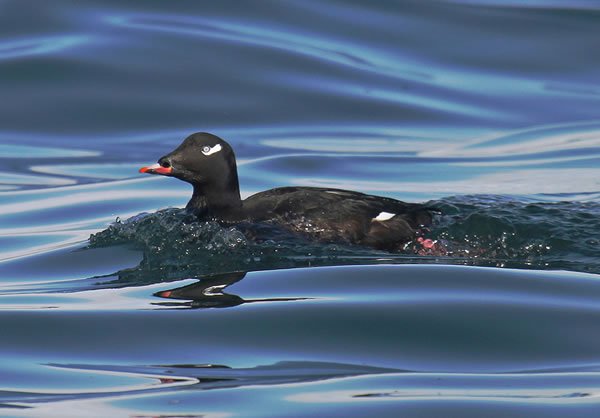Efficiency of using implantable PTT’s in white-winged scoters in Alaska (an element of SDJV Project #1: Seasonal distribution of scoters in Alaska)