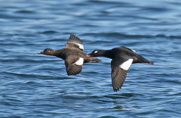Spatial Population Genetic Structure Of White-Winged Scoters (Melanitta fusca)