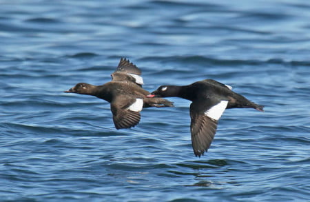 Molting White-winged Scoters (Melanitta fusca) in the St. Lawrence ...