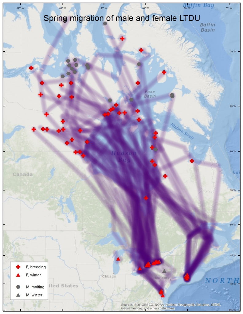 Longtailed Duck migration maps Sea Duck Joint Venture