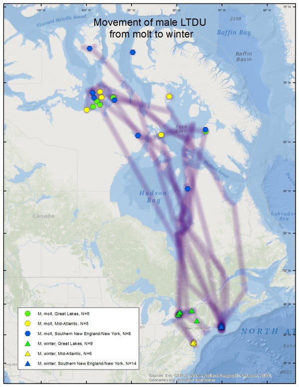 Longtailed Duck migration maps Sea Duck Joint Venture