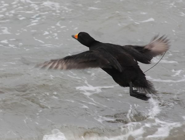 Radio-tagged male black scoter takes flight after release, New Brunswick. Photo: Matt Perry
