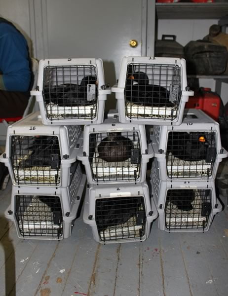 Black scoters in transport cages, New Brunswick. Photo: Jay Osenkowski