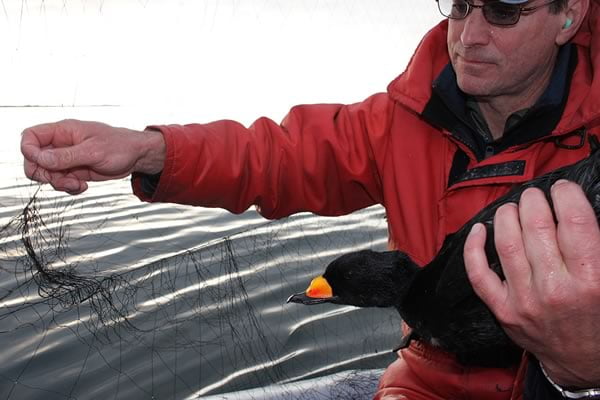 Tim Bowman, USFWS, with male black scoter extracted from mist net, Quebec. Photo: Scott McWilliams