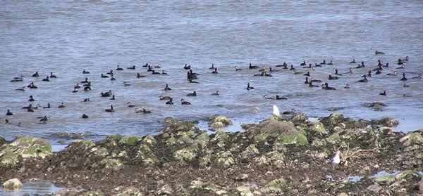 A flock of black scoter in the intertidal area, New Brunswick. Photo: Tim Bowman
