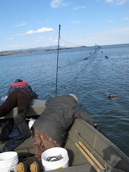 Keith McAloney, CWS, and Tim Bowman, USFWS, setting up a mist net to catch black scoters, New Brunswick. Photo: Scott Gilliland