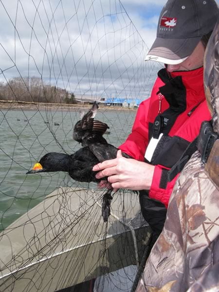 Adult male black duck entangled in mist net, New Brunswick. Photo: Scott Gilliland