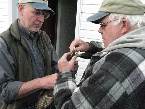Matt Perry, USGS, and Keith McAloney, CWS, taking a swab sample to test for avian influenza, New Brunswick. Photo: Scott Gilliland