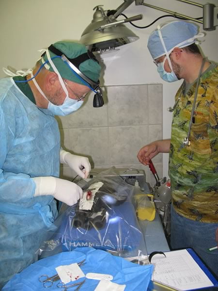 Veterinarians Glenn Olsen (USGS, left) and Scott Ford (right) prepping a black scoter for surgery, New Brunswick. Photo: Scott Gilliland