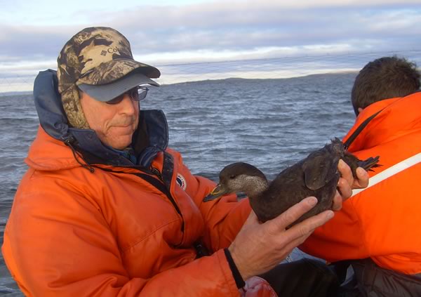Tim Bowman, USFWS, with adult female black scoter captured in mist net, Quebec. Photo: Luc Gagnon