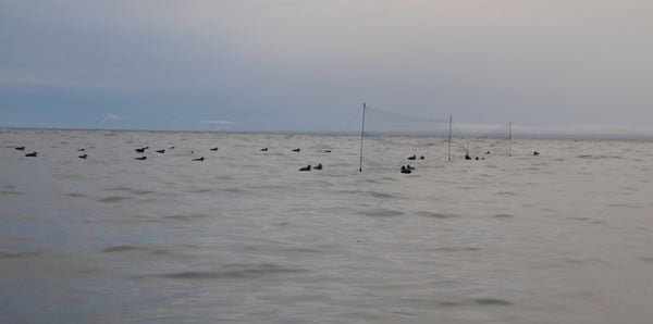 Mist net with decoys; note scoter caught in second net; Quebec. Photo: Scott Gilliland