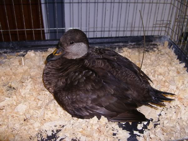 Radio-tagged adult female black scoter in recovery cage. Photo: Luc Gagnon