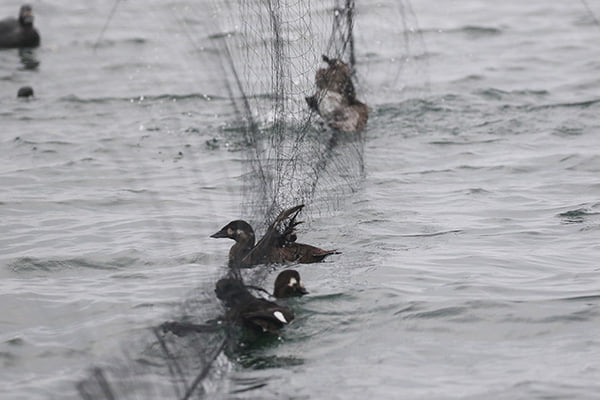 White-winged scoters captured in mist net, Massachussets. Photo: Peter Paton