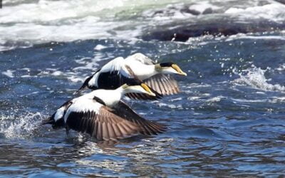 Identification of Beaufort Sea Migration Corridor for Sea Ducks