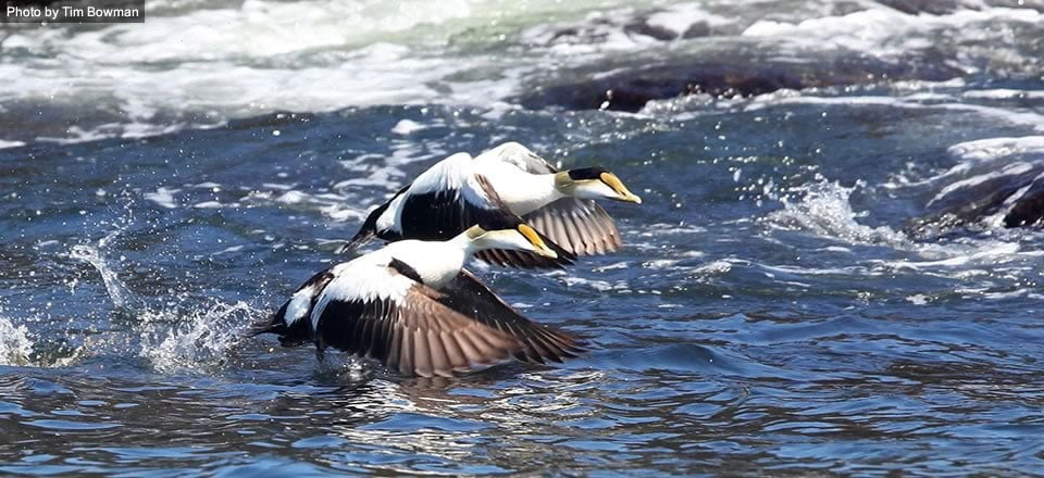 Identification of Beaufort Sea Migration Corridor for Sea Ducks