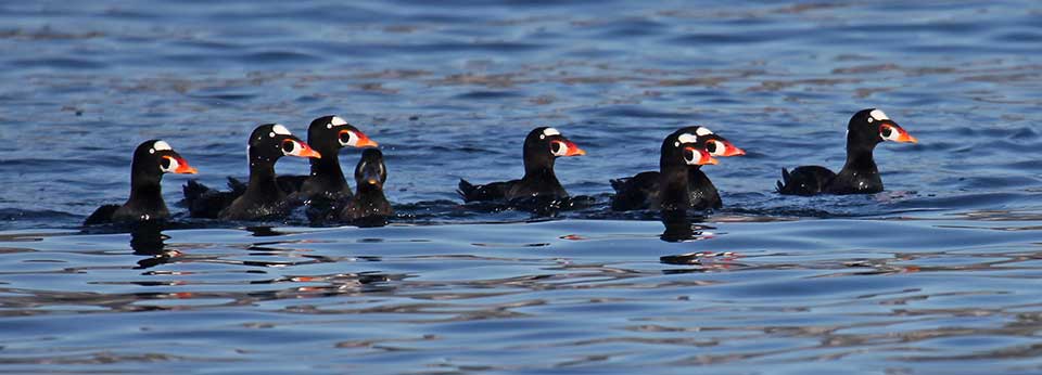 Surf Scoters