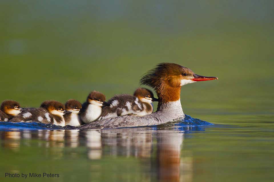 Common Mergansers