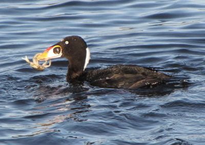 Surf Scoter with crab