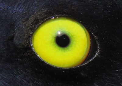 Barrow's Goldeneye adult male eye