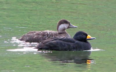 An integrated model of scoter populations in eastern North America with a focus on estimating survival