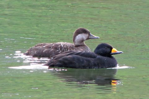 Population Delineation, Migratory Connectivity and Habitat Use of ...