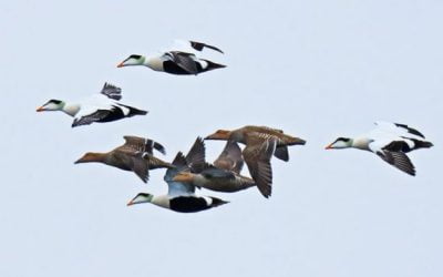 Identifying migration routes and wintering areas of common and king eiders breeding in Nunavut, Canada and Greenland