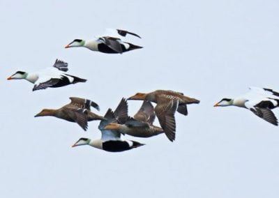Common Eider flock flying