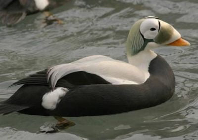 Spectacled Eider male