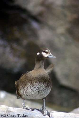 Harlequin Duck female