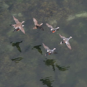 Harlequin Ducks flock flying