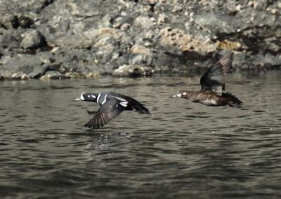 Harlequin Ducks pair flying