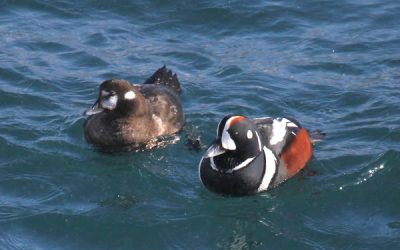 Local survival and patterns of philopatry for Harlequin Ducks wintering in outer Jericho Bay, Maine.