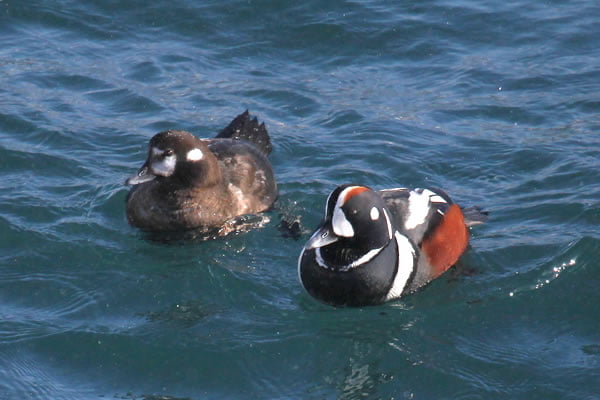 Local survival and patterns of philopatry for Harlequin Ducks wintering in outer Jericho Bay, Maine.