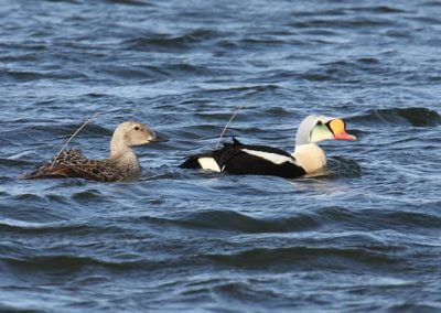 King Eiders with radio transmitters