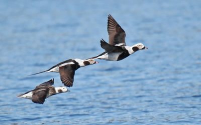 Ecology of breeding Long-tailed Ducks on the Yukon-Kuskokwim Delta, Alaska