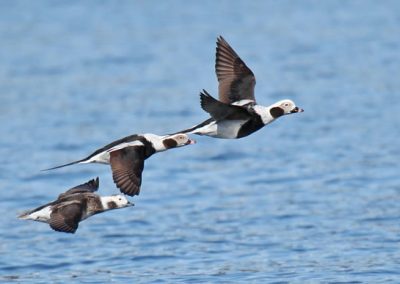 Long-tailed Duck flock flying