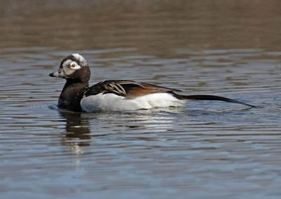 Long-tailed Duck male swimming