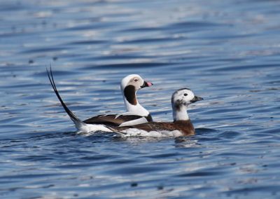 Long-tailed Duck pair swimming