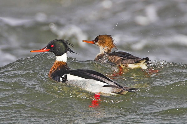 Red-breasted Merganser Sea Joint Venture