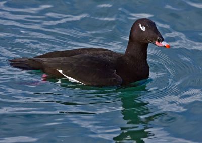 White-winged Scoter male