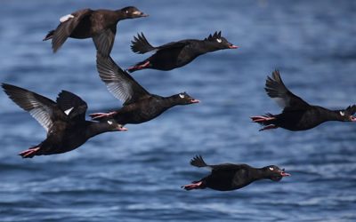 Seasonal distribution of white-winged scoters (Melanitta fusca) wintering in southeast Alaska: a satellite telemetry approach. (an element of SDJV Project #1: Seasonal distribution of scoters in Alaska)