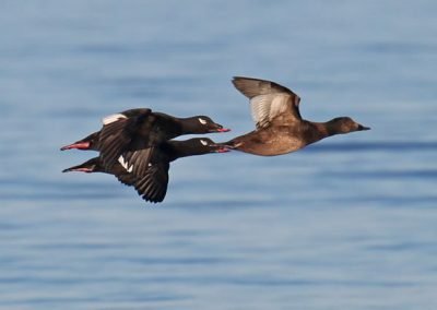 White-winged Scoters flying