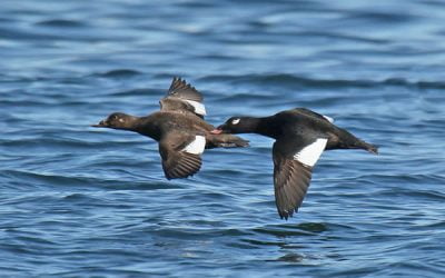 What are the ducks telling us? Documenting K’ahsho Got’ine knowledge about scoters